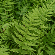 Hardy Fern Athyrium filix-femina 'Victoriae'